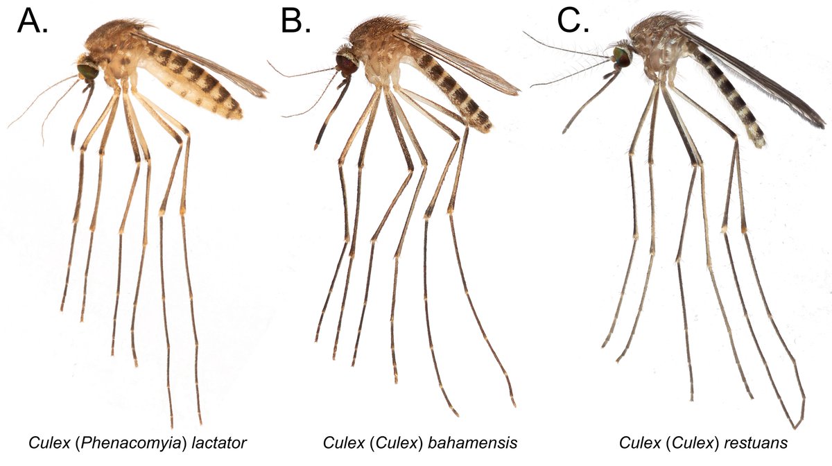 BiodiversiLary's tweet photo. Our newest manuscript reporting the newest addition to Florida's mosquito fauna is out! Meet Culex (Phenacomyia) lactator - a new species and a new Culex subgenus for the US. #UFbugs https://t.co/DFx1Sm2MtP https://t.co/acA664mPGb