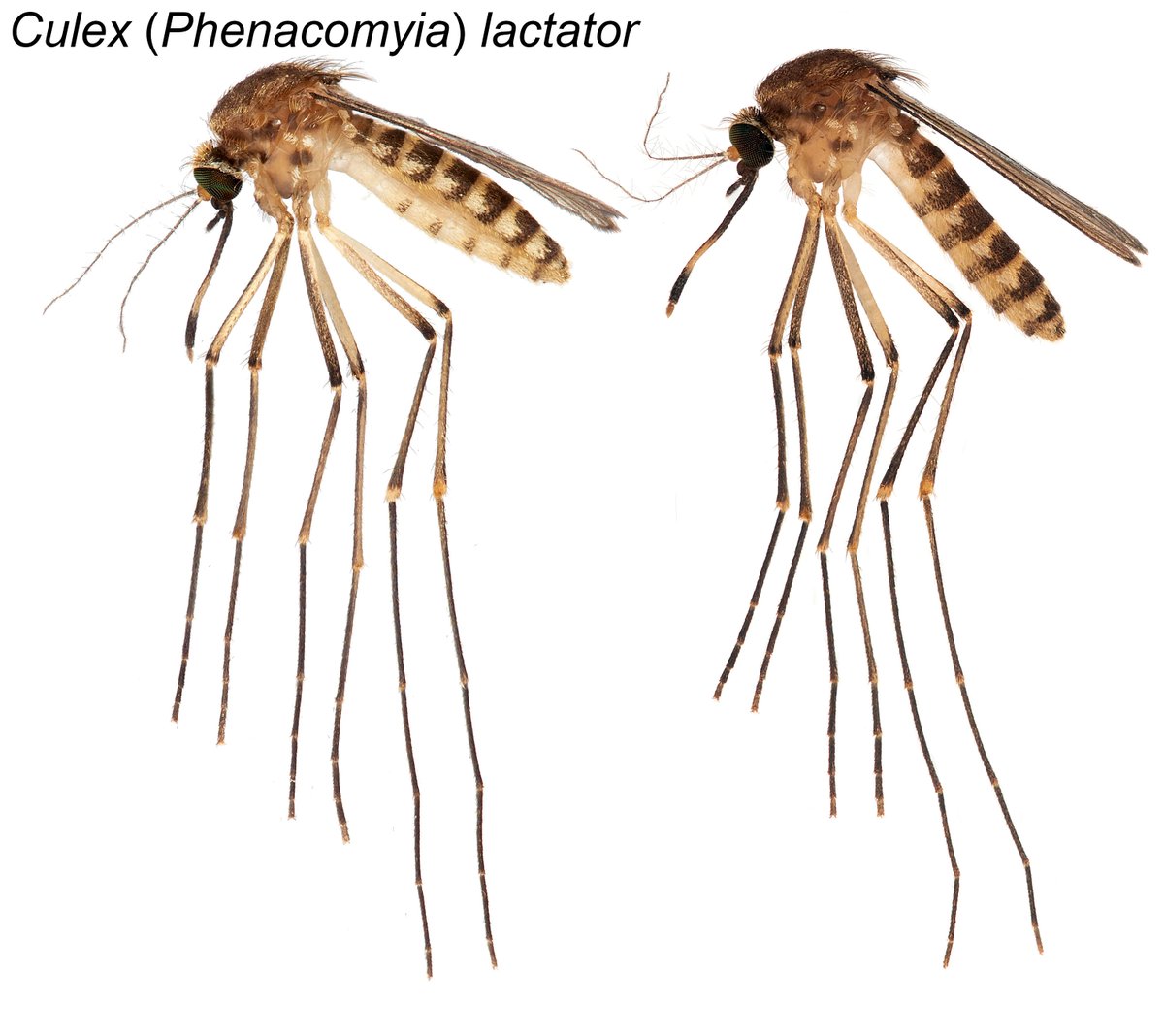Our newest manuscript reporting the newest addition to Florida's mosquito fauna is out! Meet Culex (Phenacomyia) lactator - a new species and a new Culex subgenus for the US. #UFbugs academic.oup.com/jme/advance-ar…