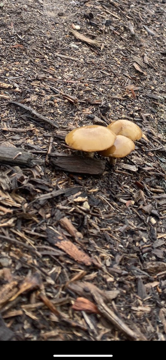 CATOSHISYNDICAT's tweet image. I’m a detective/but my microscope backwards/ see my reflection/turn it back/around that’s/introspective/Last statement might make you think I’m bright/but it only means the brightness of the beam blinded my sight. #BARSISBACK. #STOPTHESLAPPERS.