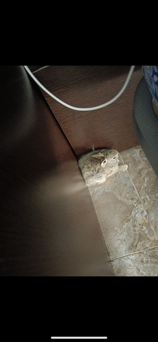 Es normal que los gatos pasen de traer ratones a traer conejos? Es su etapa rebelde?