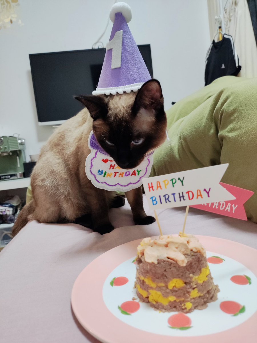 ENNE0411's tweet photo. 🥰一歳になりました！ https://t.co/M2Q6UwXVvE