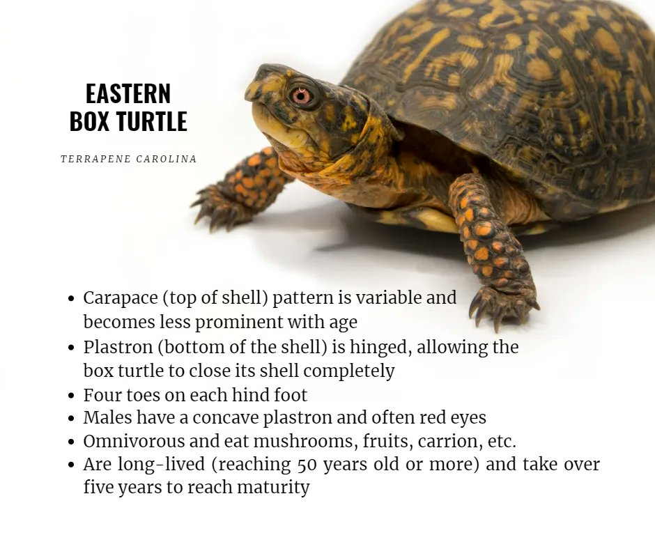 UGASREL's tweet image. One reason #boxturtle populations are in decline is poaching.  If confiscated, they often remain in captivity due to the concern of disease. #UGASREL, graduate students are working to set a standard for reintroduction. Until then, be a voice for the turtles. Observe, not collect!