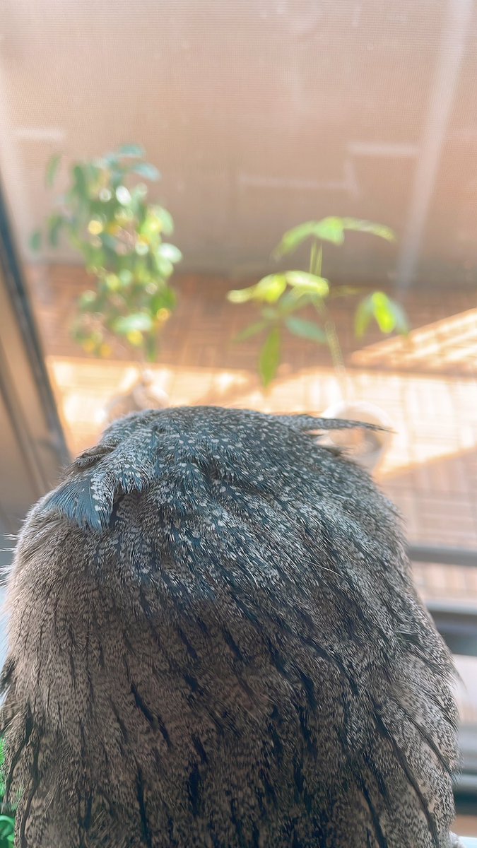 Jiji_owl's tweet photo. 観葉植物に日光を浴びてもらいました🌱 https://t.co/mJRzk0iODX