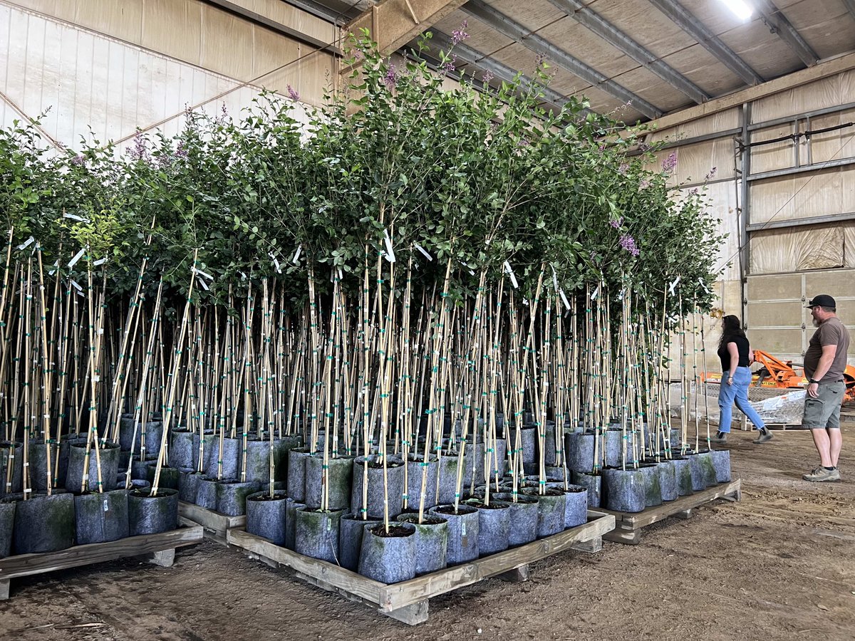 RootPouch's tweet image. Shipping with Root Pouch has its perks! Compared to plastic pots, Root Pouch’s fabric keeps roots more temperate during transit and eliminates the need for cardboard and paper trunk protection. The kicker: load up to 15% more per truckload than the same size plastic.