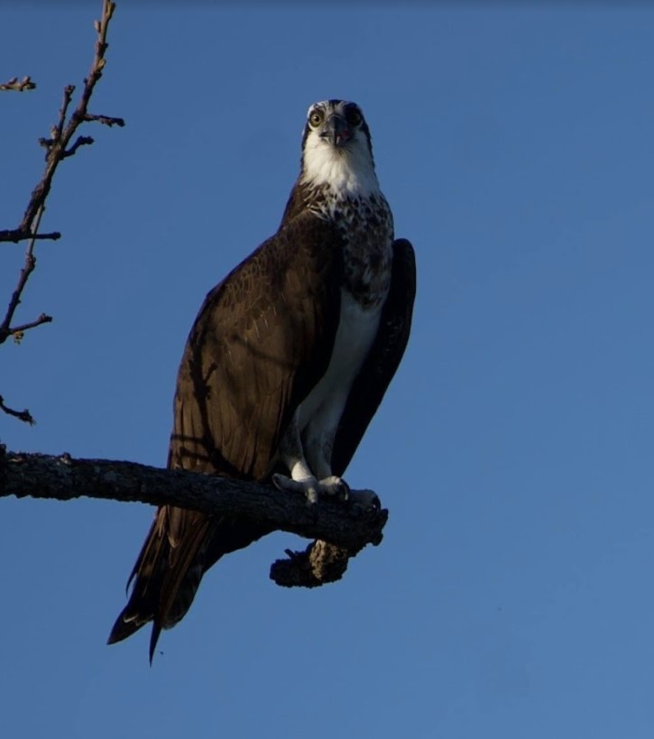 Eagles of Lake Limestone.

Have you spotted an eagle around the area? If so, share your pictures.

📸: Me

#lakelimestone #lakelife #eagles #animals #tx #texas #lake #wildlife #birds #texaslife #texasliving #atthelake #outdoorliving #nature #thingstodo #texaslakes #birdlife # ...