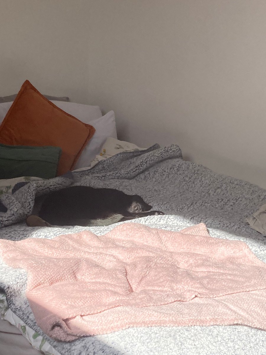 I wish we could all be my cat and nap in the sunshine with our little stuffed animal.