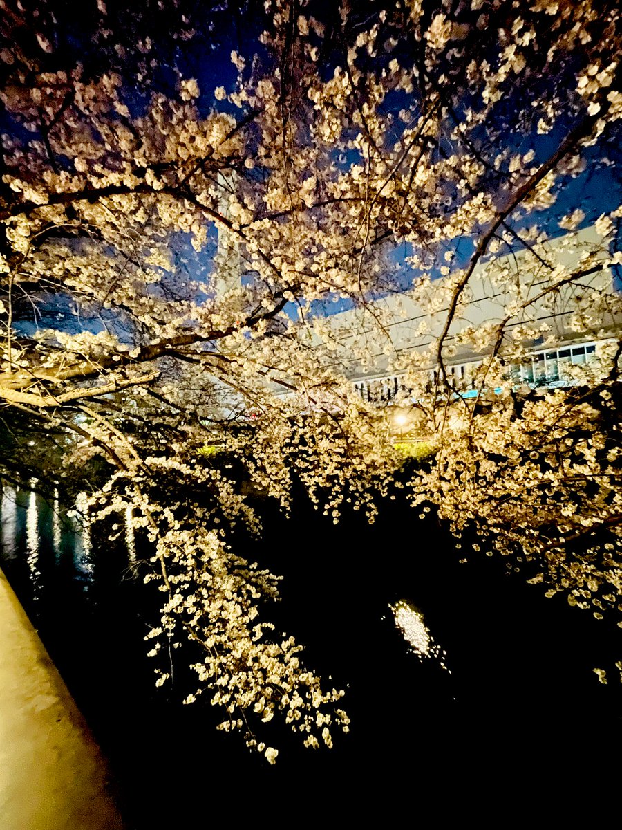 夜桜