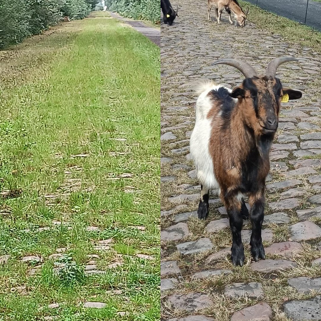 NBC Sports Cycling tweet media