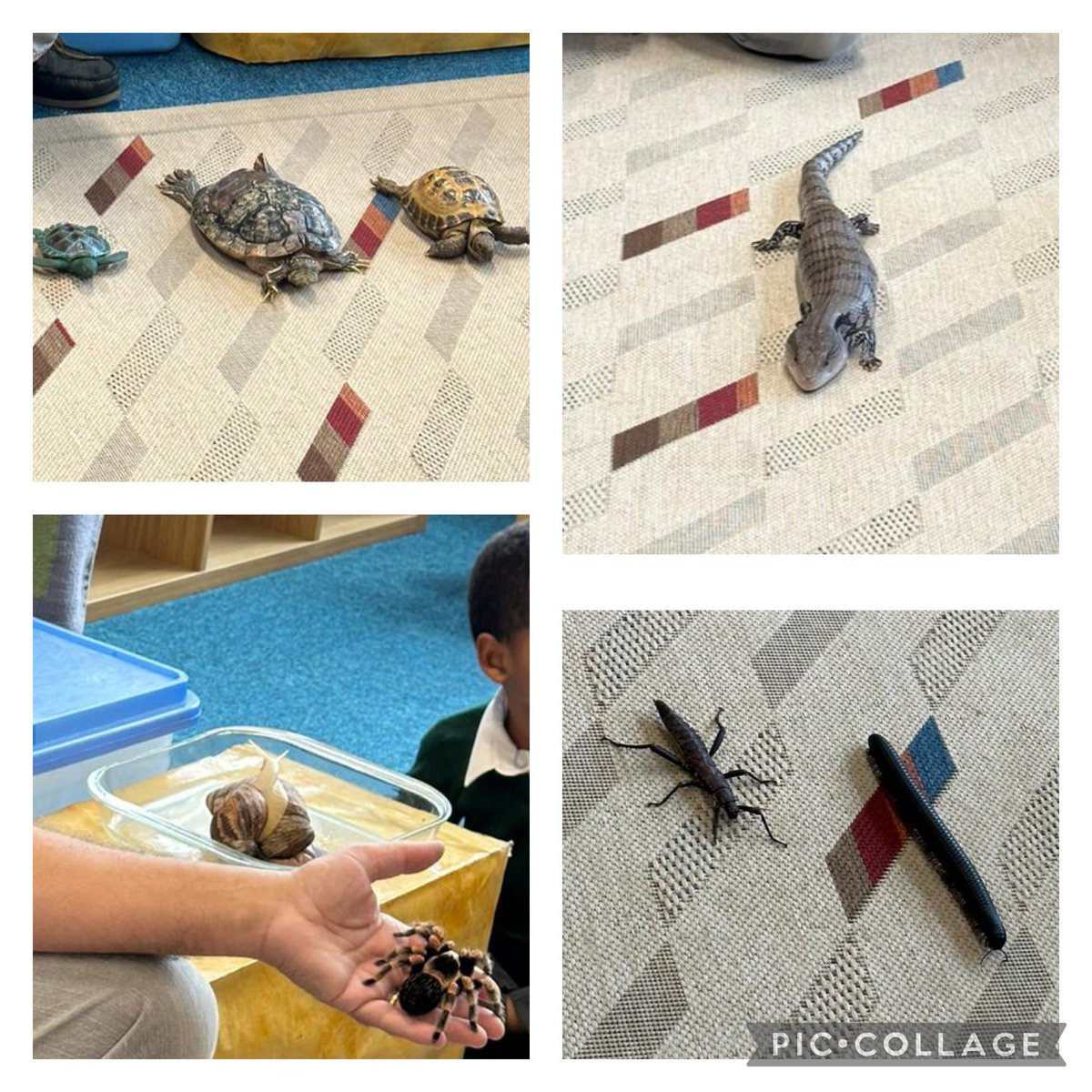 Today Hazel Tree class have been lucky enough to enjoy a visit from The Bug Man. We enjoyed hearing all about the different creatures he brought with him and we were able to hold and stroke some of them