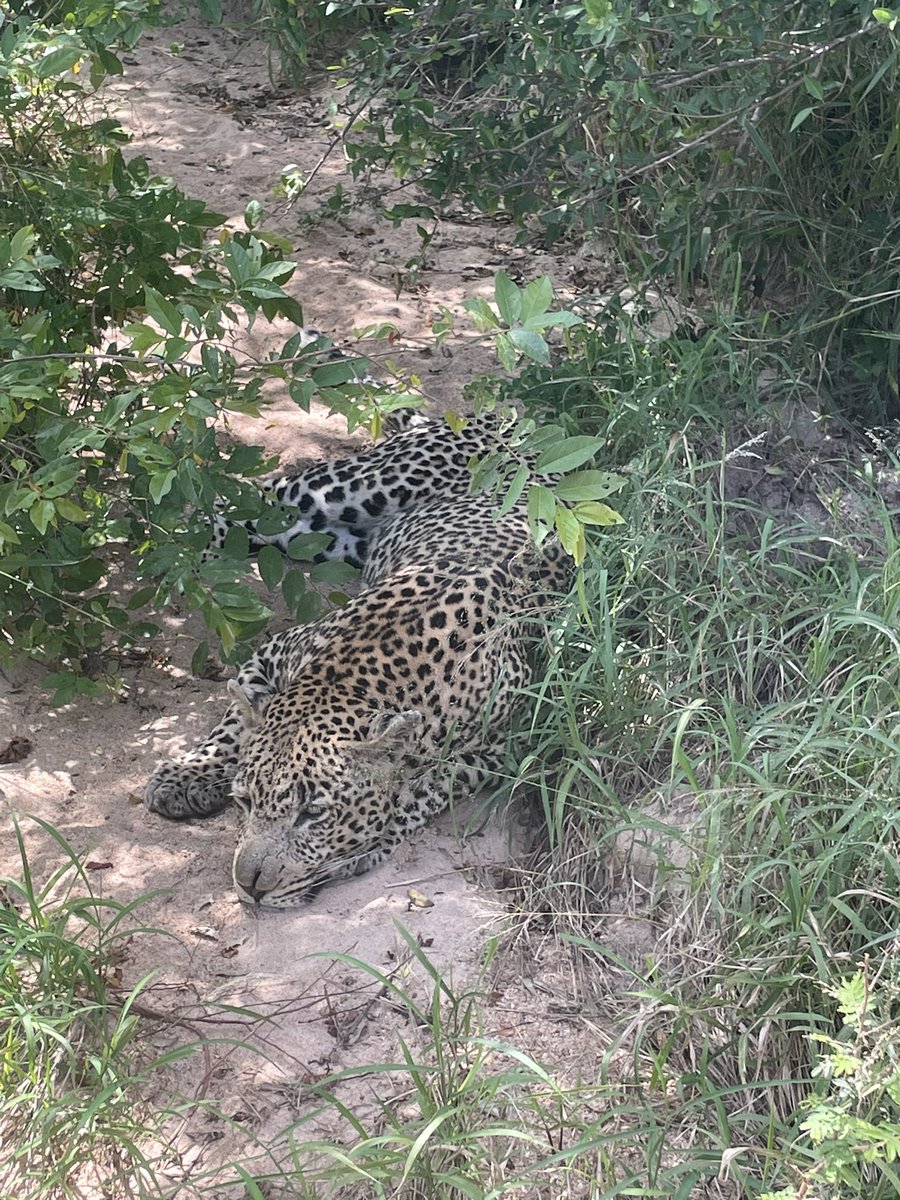 albarr77's tweet photo. Amazing morning in Londolozi, South Africa. Healthy adult male leopard napping in the sand and a bonus of 2 month old lion cubs and their mama. Love this place and overwhelmed to be back with family and friends. This place is truly special. https://t.co/W6f6zzjSLv