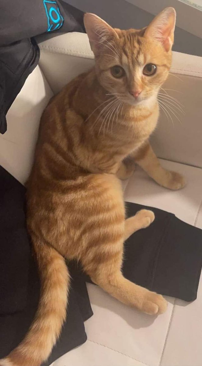 JohnDaffern2's tweet photo. #Missing in #SouthOssett (The Hawthorns) #WF5 area. she went out in early hours this morning and not returned which is not like her. #Chipped and #neutered , no collar. Called Ruby approx 9 months old. Her family are worried sick about her, please check sheds and garages. https://t.co/MnQRuNtJOH