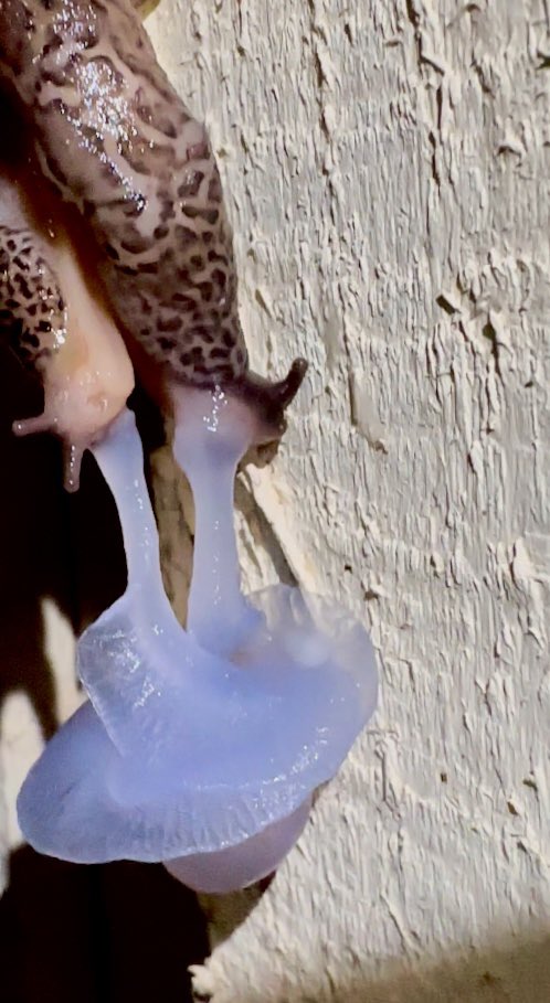 Md. Rashadul Islam (@mri_shihab) on Twitter photo That’s why I love nature. Every single moment you will witness something special. These slugs are so romantic. #snail_sex #slug_romance #biodiversity @NatGeoMag <a href="/NatGeoPhotos/">Nat Geo Photography</a> <a href="/BBCEarth/">BBC Earth</a> <a href="/natureexplo/">Nature Explore</a> <a href="/UNBiodiversity/">UN Biodiversity</a> <a href="/ScienceMagazine/">Science Magazine</a> <a href="/Deakin/">Deakin University</a> <a href="/PhDVoice/">PhD Voice - Independently Run</a> That’s why I love nature. Every single moment you will witness something special. These slugs are so romantic. #snail_sex #slug_romance #biodiversity @NatGeoMag <a href="/NatGeoPhotos/">Nat Geo Photography</a> <a href="/BBCEarth/">BBC Earth</a> <a href="/natureexplo/">Nature Explore</a> <a href="/UNBiodiversity/">UN Biodiversity</a> <a href="/ScienceMagazine/">Science Magazine</a> <a href="/Deakin/">Deakin University</a> <a href="/PhDVoice/">PhD Voice - Independently Run</a>