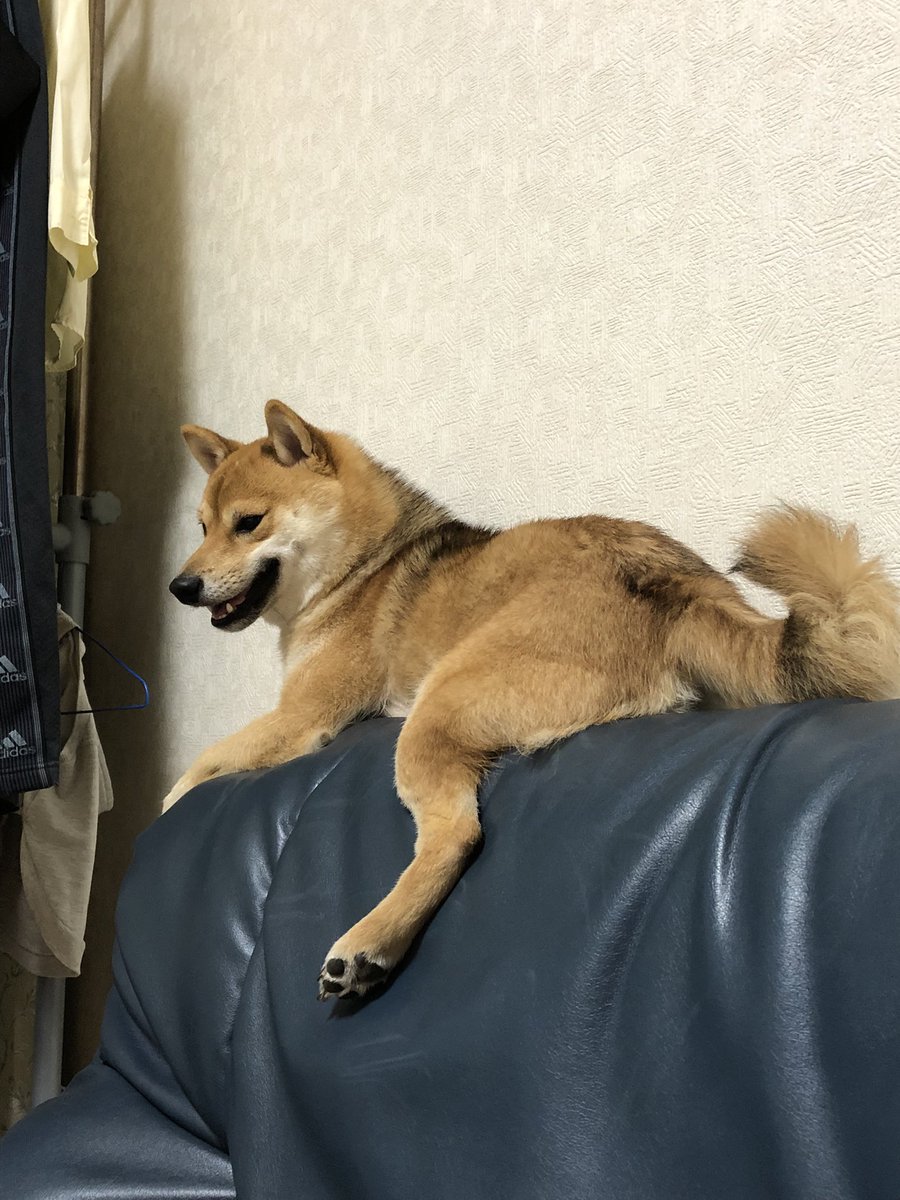 寛ぐコタロウ