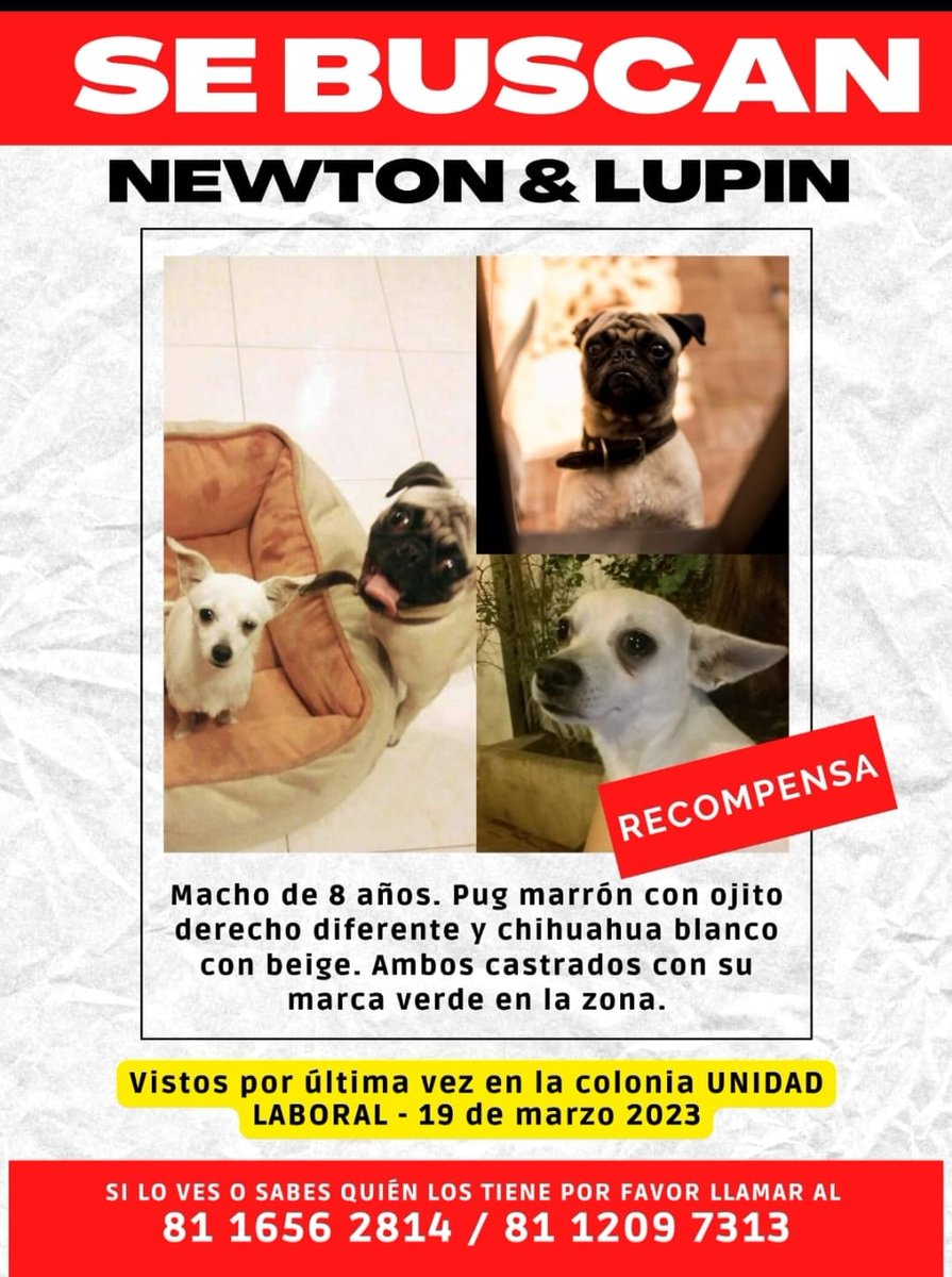 Me ayudan a compartir porfavor, sus dueños los están buscando, hay recompensa !!