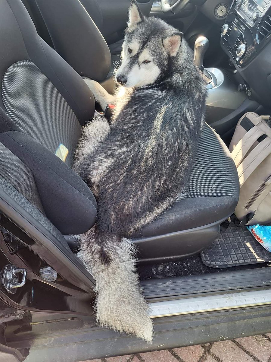 Proszę o RT🙏

"W Preczowie na mostku znalazłam psa. Wyglądał na zagubionego, bardzo grzeczny, w samochodzie spokojny. Ma zranioną łapkę i jest zmęczony. Śpi już 2 godziny. Proszę o kontakt. Pies na razie jest ze mną.

508 251 055"