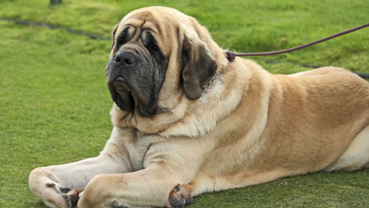 AimolaReuben's tweet image. #Body_Language
A dog&apos;s body language contains more than 30 cues that indicate when they need to unwind in stressful situations. These warning signals include things like low ears and tails, upright fur, lip-licking, yawning, and panting.