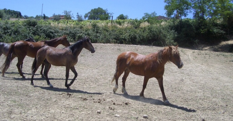 LAV_Italia's tweet photo. Incidente coinvolge un pony in una corsa clandestina a Palermo🐎💔

Che fine ha fatto l'animale? Come sta?
Basta corse clandestine!

@poliziadistato e Istituzioni agiscano per prevenire simili atrocità compiute per mano della criminalità organizzata👇