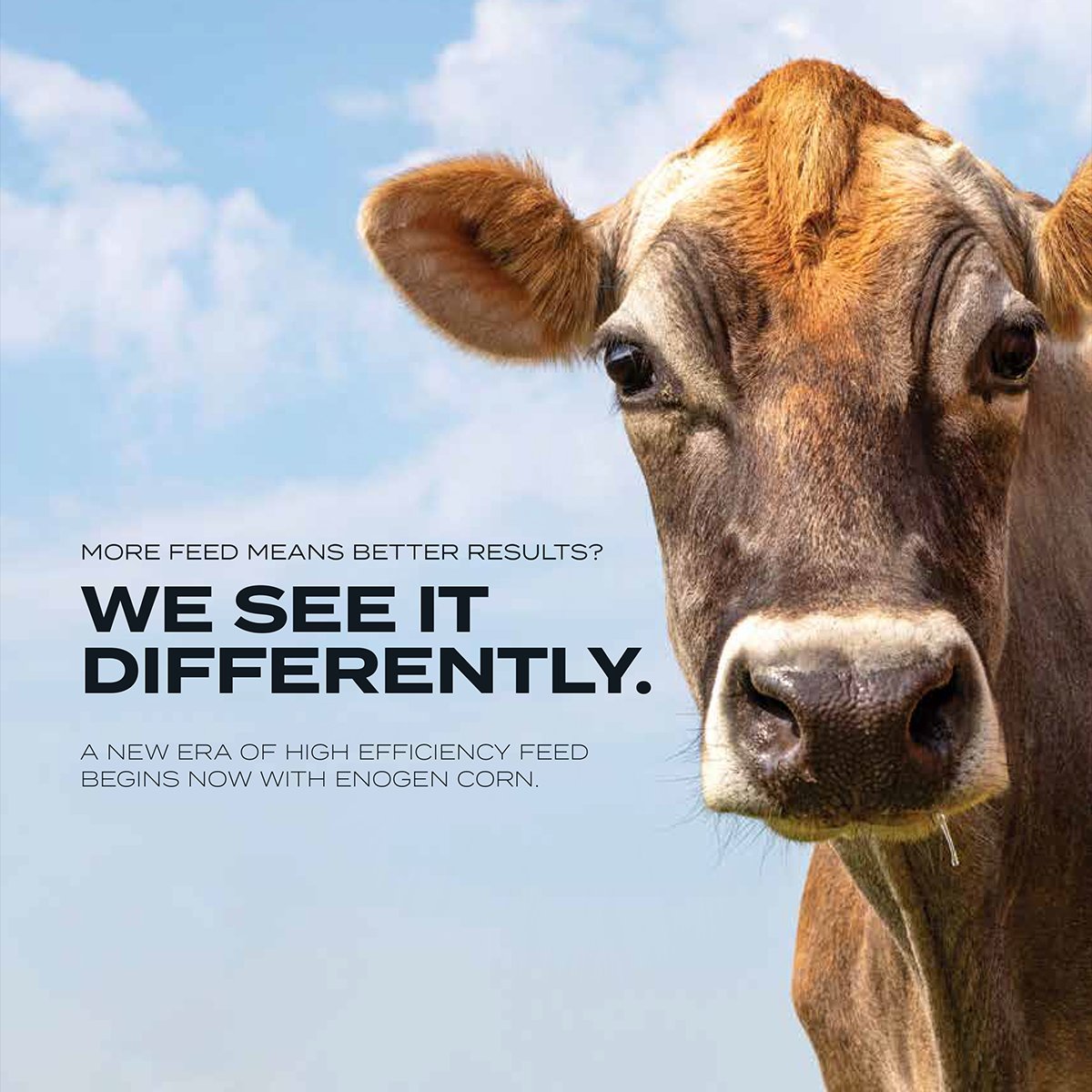 EnogenCanada's tweet photo. With @EnogenCanada corn you can energize your operation with speed &amp; efficiency. 

Learn how Enogen™ hybrids convert starch to useable sugars quickly, delivering more available energy to your cows: https://t.co/odZ7XuMU5N https://t.co/Rea7wz83hp