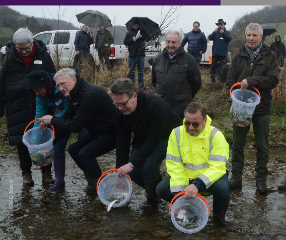 "Der Lachsfund in der #Ahr zeigt, dass sie wieder zu einem lebendigen Gewässer wird", so Klimaschutzstaatssekretär <a href="/erwin_manz/">Erwin Manz</a> bei der Freilassung von tausend junge Lachsen in die Ahr, um die natürliche #Artenvielfalt wiederzubeleben. #RLP mkuem.rlp.de/de/pressemeldu… @SGDNord_rlp