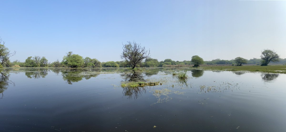 MinouNatascha's tweet photo. Wat een mooi park is Keoladeo National Park in India! Een waanzinnige rust in tegenstelling tot de steden en dorpen hier en wat een vogels! Genieten!! #India #indiaroadtrip #naturetalks https://t.co/CbiYl1ePaW