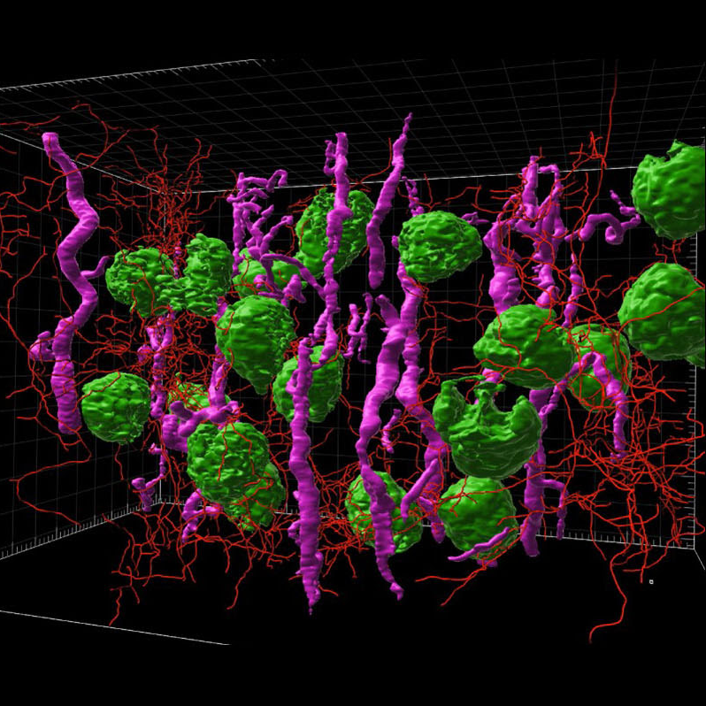 _hubmap's tweet photo. You don't want to whiz by this 3D rendered light sheet #microscopy image from human kidney cortex generated by #_hubmap researchers Drs. Praveen Krishnamoorthy, Bo Zhang &amp; Sanjay Jain @wustl. They're almost whizzards, no beans about it! #nationalkidneymonth #kpmp #CellMap #Crew https://t.co/YGgC8HJ4FD