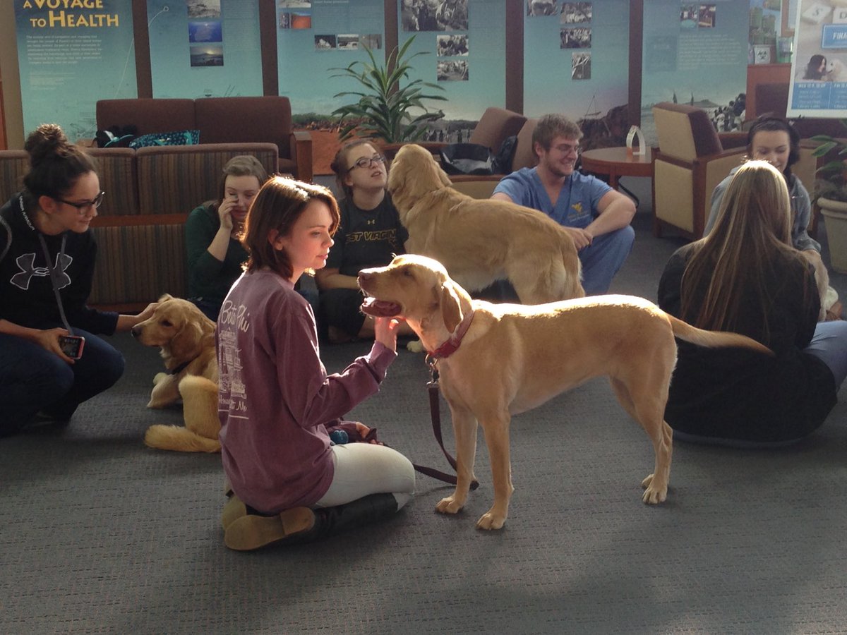 sarnoldwv's tweet photo. One of my favorite days at HSL when we had the Hearts of Gold dogs come to help relieve the stress of Finals Week. #WVUDayofGiving #WVULibraries #WVUHealthSciencesLibrary #Hearts of Gold https://t.co/MblcaloyQa