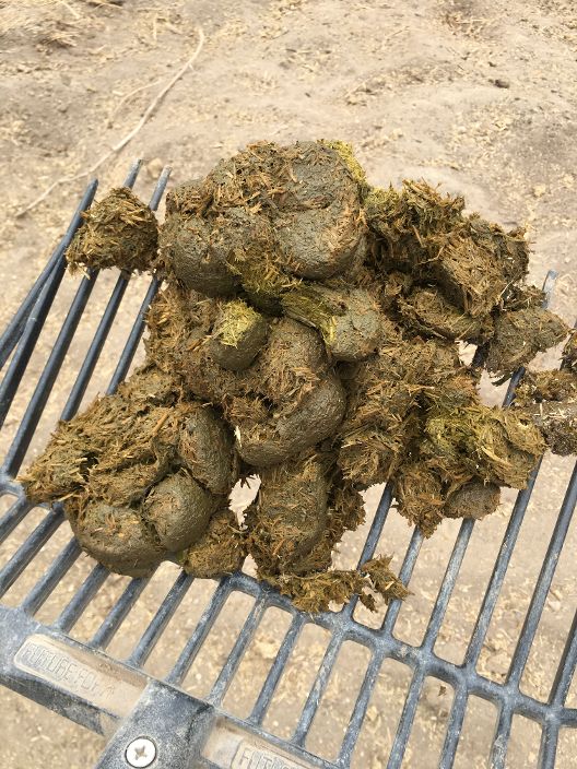 slohn's tweet image. 🐴 Update on AB 233 - mailchi.mp/6518a09afec2/u…

#caassembely #horsemanure #pickupafteryourhorse