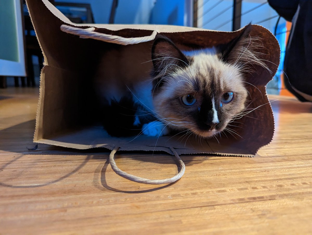 Basil has discovered paper bags