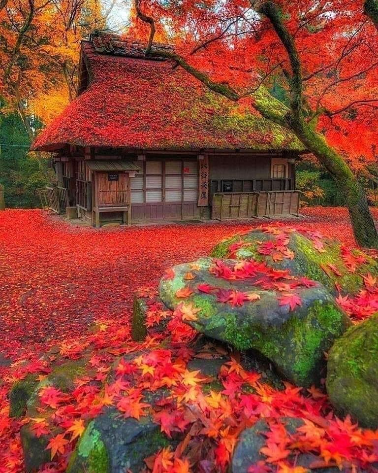 Anthro_Review's tweet photo. Old Residential Building from the Beautiful Nara Park, Nara, Japan. https://t.co/VTRt0e9Sp9