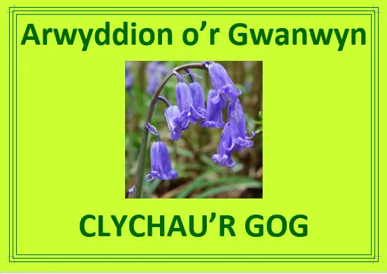 9.  .  CLYCHAU’R GOG / BLUEBELLS  Wyt ti wedi gweld Clychau’r Gog eto?  Yn lle?  (Have you seen bluebells yet?  Where?) #BlodaurGwanwyn  #WelshFlowers #DysguCymraeg