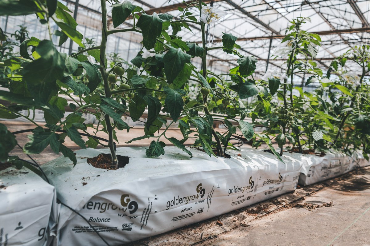 ProjarInt's tweet photo. The implementation of hydroponic technology for these productions offers many advantages in this respect:
- Earlier entry into production.
- Increased production
- A more homogeneous harvest and higher quality fruit.
- Easier harvesting of the fruit.
#projar #greentech https://t.co/lPAVJNeLgO