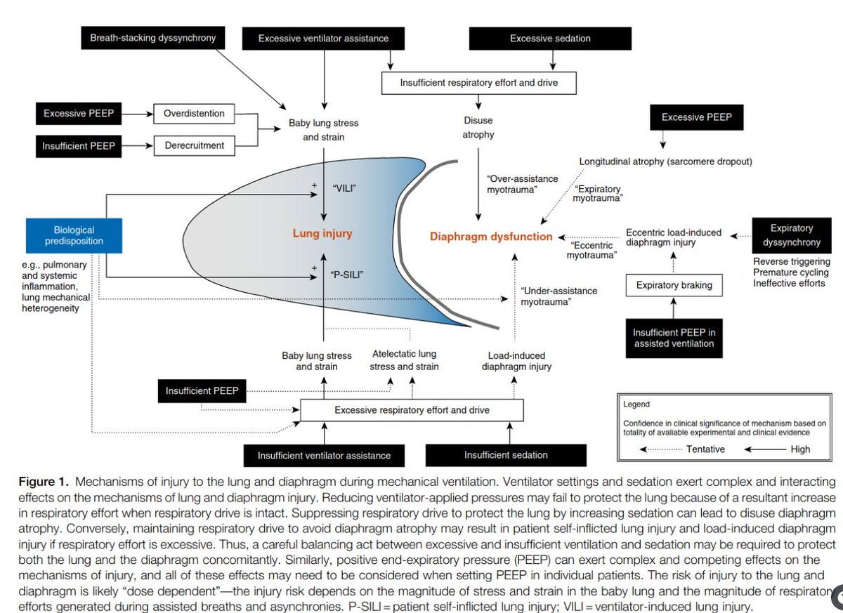 CritCareReviews's tweet photo. Today's Paper of the Day is by @ecgoligher on Lung- and Diaphragm-Protective Ventilation
https://t.co/JKgcYjmsFD
#criticalcare #intensivecare #ICU #FOAMed #FOAMEDcc #MedTwitter https://t.co/NwsoDiWZKo