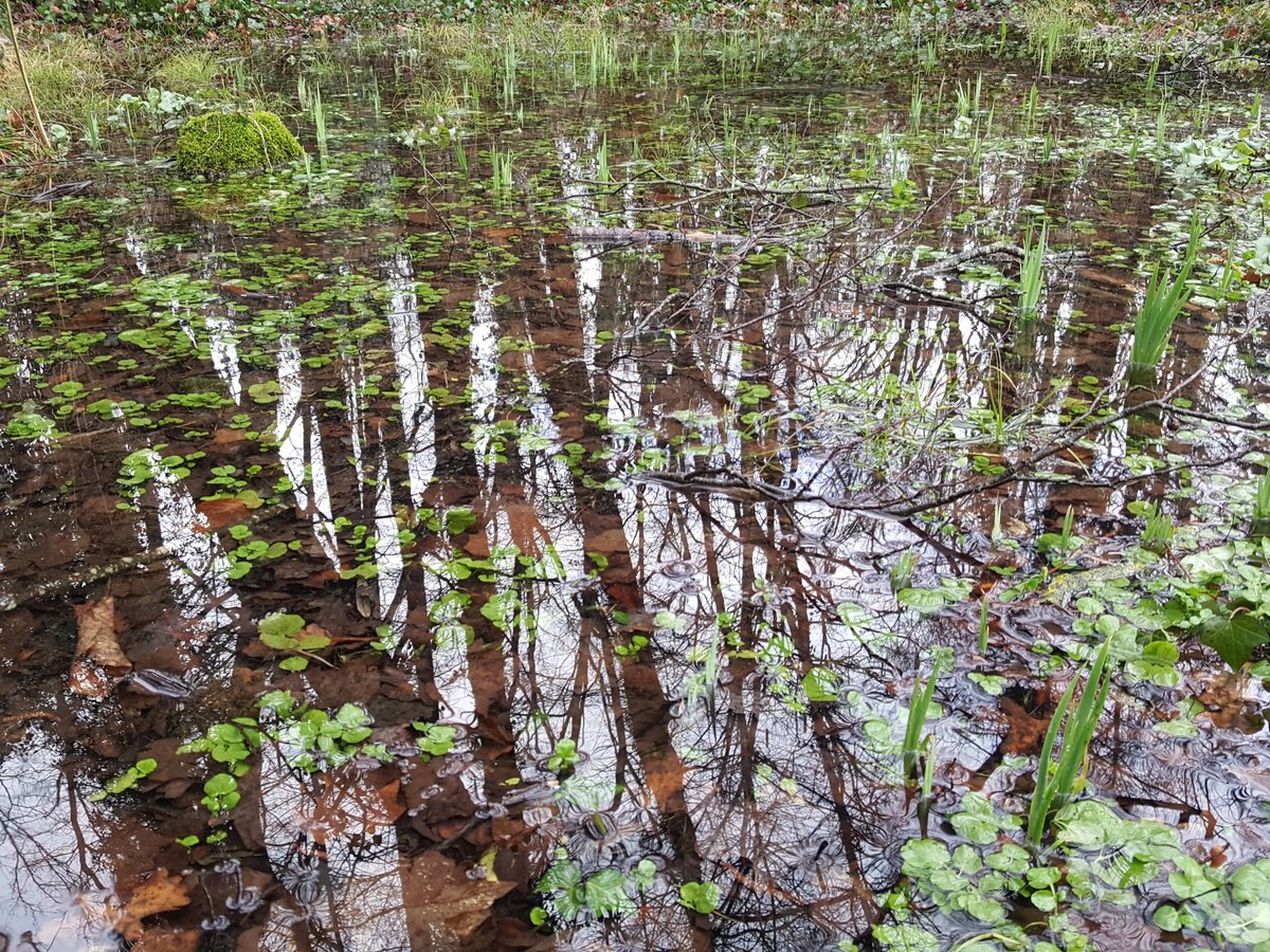 Parcs de Catalunya (@parcscat) on Twitter photo 💦De l’aigua en depèn la vida. Per això la Moixina és un indret amb una biodiversitat extraordinària, que estem estudiant en detall.
📴Si la vols conèixer entra a la web #BiodiversitatMoixina: bit.ly/BiodiversitatM…
<a href="/Olotuit/">Ajuntament d'Olot</a> #Sigma #PNGarrotxa
Fotos: <a href="/AndreuSalvat/">Andreu Salvat Saladrigas</a> 💦De l’aigua en depèn la vida. Per això la Moixina és un indret amb una biodiversitat extraordinària, que estem estudiant en detall.
📴Si la vols conèixer entra a la web #BiodiversitatMoixina: bit.ly/BiodiversitatM…
<a href="/Olotuit/">Ajuntament d'Olot</a> #Sigma #PNGarrotxa
Fotos: <a href="/AndreuSalvat/">Andreu Salvat Saladrigas</a>