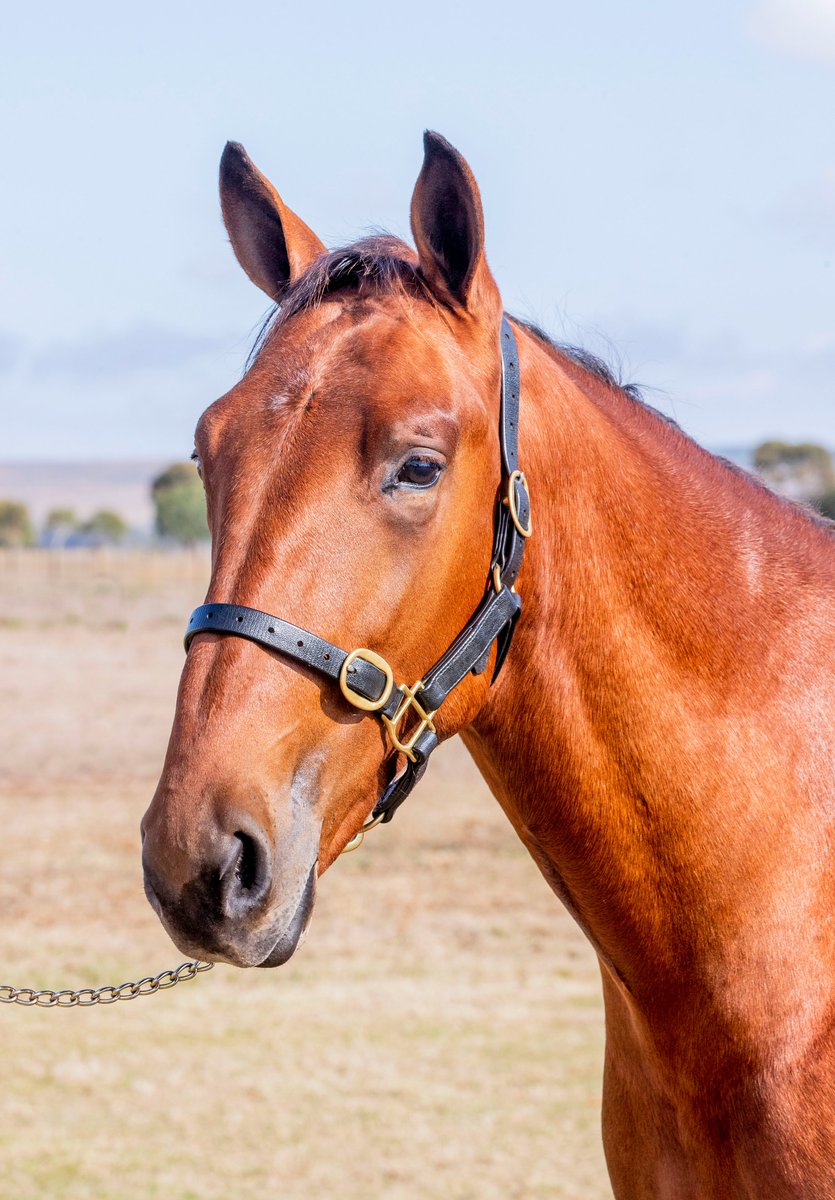 NIXON BLOODSTOCK tweet media