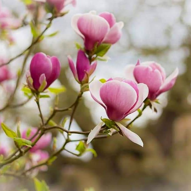 Spring <a href="/doddingtonhall/">Doddington Hall</a>
#spring #flowers #magnolia #lincolnshire