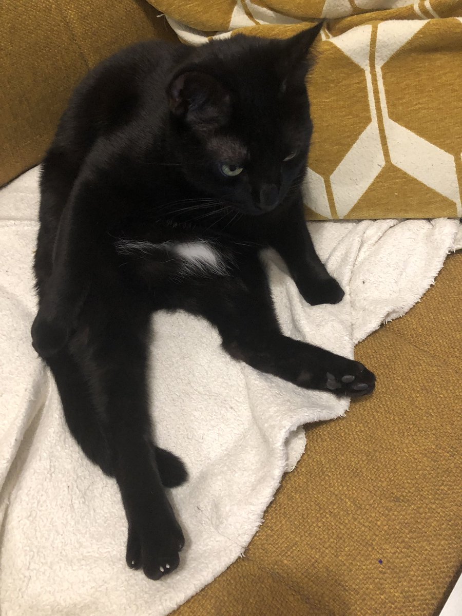 ⚫️Shadow & ⚪️Loki 🐈‍⬛🐈‍⬛ tweet media