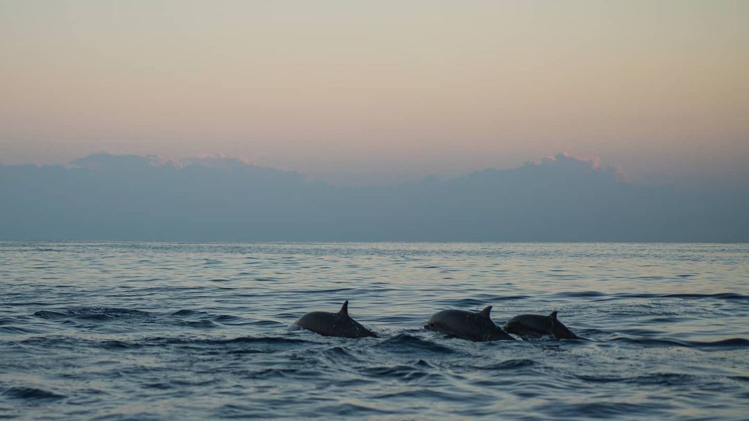 otcalvi's tweet image. Si vous visitez Scandola, vous avez toutes les chances d'apercevoir cet animal majestueux, coquin et joueur dans son milieu naturel 🐬En avez-vous déjà vu ?
📸 @gites.de.france.corse
#scandola #dauphin #dolphin #animalslovers #animalidicorsica #PNRC #wild #corse #corsica