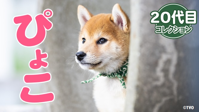 mamesuke_tvo's tweet photo. 【豆助通信】
ぴょんぴょん走る😍20代目豆助特集!
🐶https://t.co/sQVb8zQ9il
⬆️Youtubeの配信はコチラ⬆️
#柴犬 #豆柴 #豆助 #mamesuke #puppy #豆助んち #犬のいる暮らし #犬好きさんと繋がりたい https://t.co/jv4j4OyDhL
