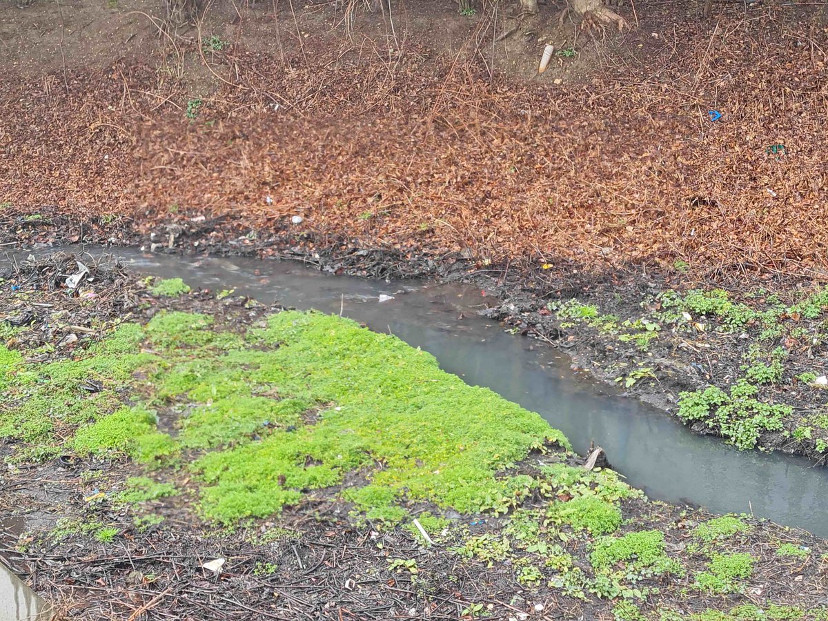 DougskiK's tweet photo. #BearBrook - I'm still tracking the pollution problems and have talked to a senior @thameswater bod. One sewer misconnection has been fixed by the site owner but at least 2, and possibly more remain. There may be dozens of sewer misconnections on this estate alone. @RiverThameCT https://t.co/oIXfC5w5uI