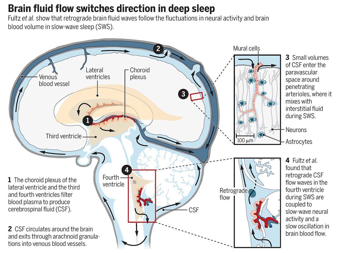 ScienceMagazine's tweet photo. Rhythmic fluid flows in deep sleep may allow communication and clearance of waste products. 

Learn more: https://t.co/MPkpbcHhHS https://t.co/XYtnlvij9a