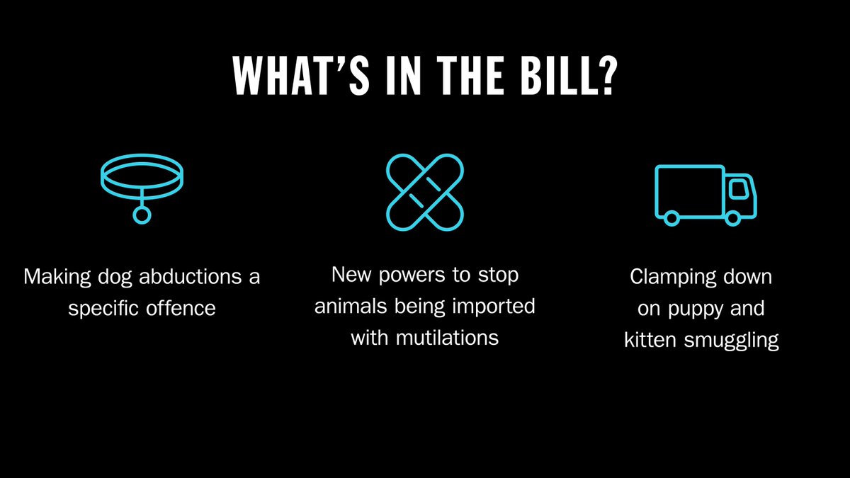 Battersea_'s tweet photo. The Kept Animals Bill has gone missing. 🤯 Last seen in Parliament in November 2021. Help us be there for every dog and cat by urging @10DowningStreet @RishiSunak to bring the Bill back to @UKParliament – take action today 👉 https://t.co/4yzd6t4rJc https://t.co/ILym9AGhhK