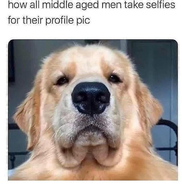 Heckin Good Dogs (@heckingooddogs) on Twitter photo 