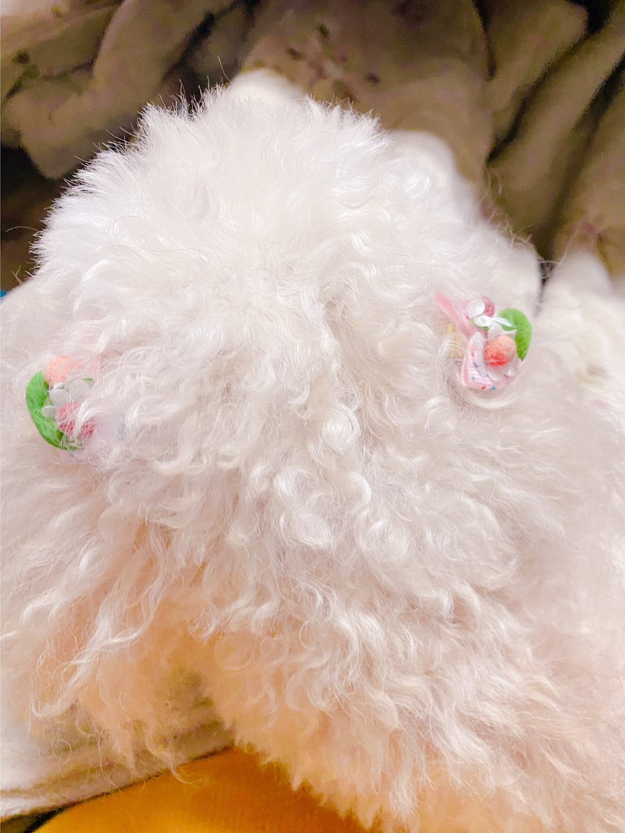 帰宅して座ったらだっこ〜！！！！とやってきたの愛おしすぎる🐶 https://t.co/F2Mm8usW1v