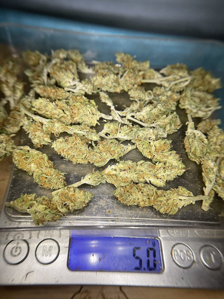 HAPPYVA59's tweet photo. เศษดอก,ดอกpop,ดอกกลางmix Northern light Fastbuds hydroponic farm
100/G
เหลือน้อยมากๆแล้วนะค้าบ ทักไลน์ส่วนตัวมาสอบถามได้ค้าบ🙇🏻♂️ #กัญชา #กัญชาog #กัญชาog #กัญชากรุงเทพ #กัญชานอก #กัญชาราคาถูก #กัญชาออแกนิค #กัญชาพระราม2 #MAGICFLOWER https://t.co/iEIzaQF7W8