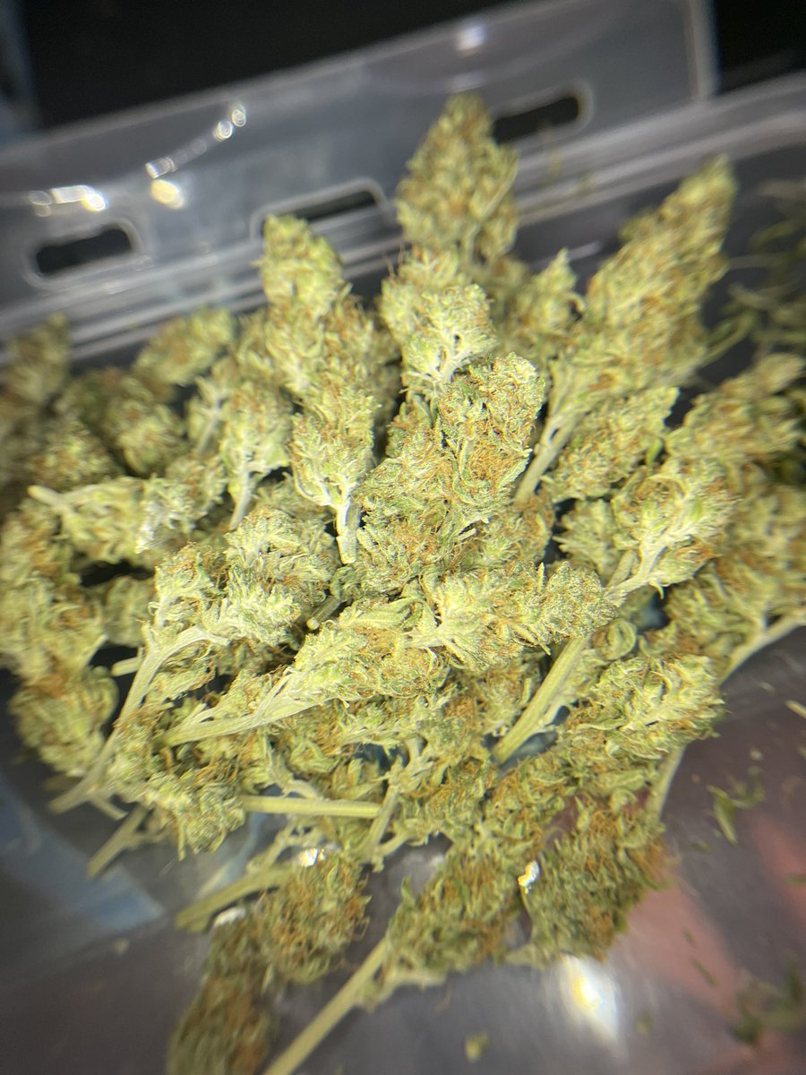 HAPPYVA59's tweet photo. เศษดอก,ดอกpop,ดอกกลางmix Northern light Fastbuds hydroponic farm
100/G
เหลือน้อยมากๆแล้วนะค้าบ ทักไลน์ส่วนตัวมาสอบถามได้ค้าบ🙇🏻♂️ #กัญชา #กัญชาog #กัญชาog #กัญชากรุงเทพ #กัญชานอก #กัญชาราคาถูก #กัญชาออแกนิค #กัญชาพระราม2 #MAGICFLOWER https://t.co/iEIzaQF7W8