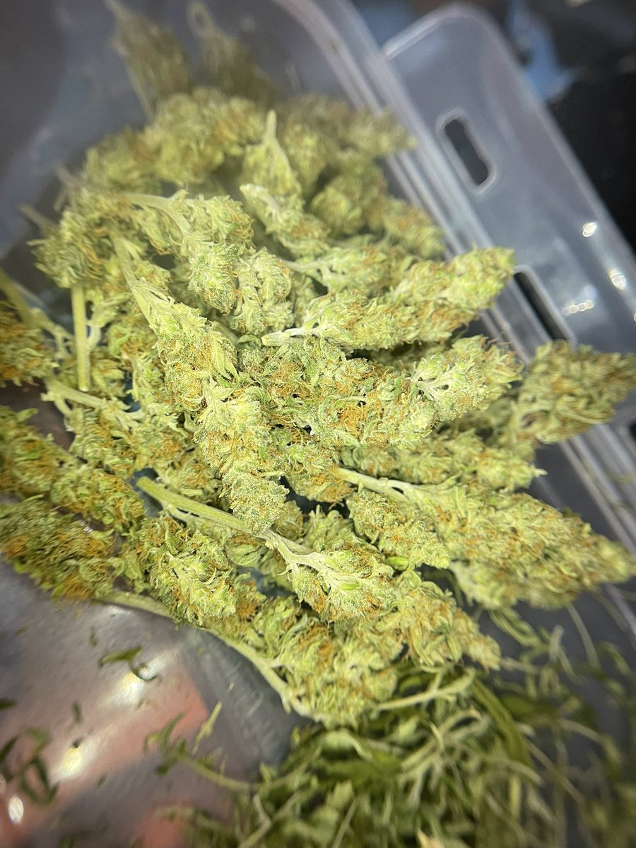 HAPPYVA59's tweet photo. เศษดอก,ดอกpop,ดอกกลางmix Northern light Fastbuds hydroponic farm
100/G
เหลือน้อยมากๆแล้วนะค้าบ ทักไลน์ส่วนตัวมาสอบถามได้ค้าบ🙇🏻♂️ #กัญชา #กัญชาog #กัญชาog #กัญชากรุงเทพ #กัญชานอก #กัญชาราคาถูก #กัญชาออแกนิค #กัญชาพระราม2 #MAGICFLOWER https://t.co/iEIzaQF7W8