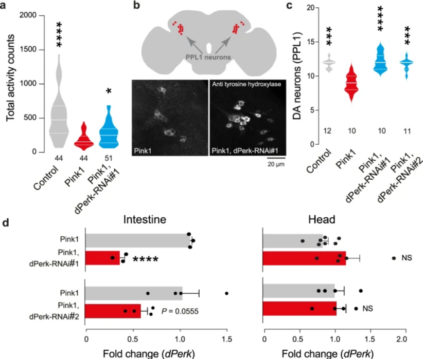 ScienceofPD's tweet photo. “All disease begins in the gut”

New research from @rebekkapopovic @m1gus &amp; @MRC_TU colleagues reports that blocking dPerk in the intestine suppresses neurodegeneration in a Drosophila model of #Parkinsons
https://t.co/yShKmz7Mll https://t.co/bELBFYcNg7