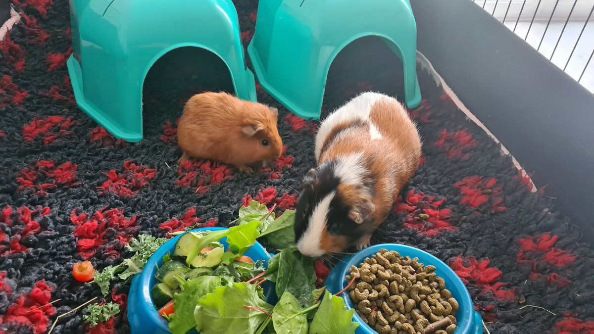 Guvzilla's tweet photo. @RavenCookie85 Picked up Rupert last night (on the left) after Jerry lost his cage mate a couple of weeks back. 
The local rescue has had an influx of pregnant pigs so she has loads of babies. 
Still early days for them, hoping they get on well. https://t.co/6azLV3YkNi