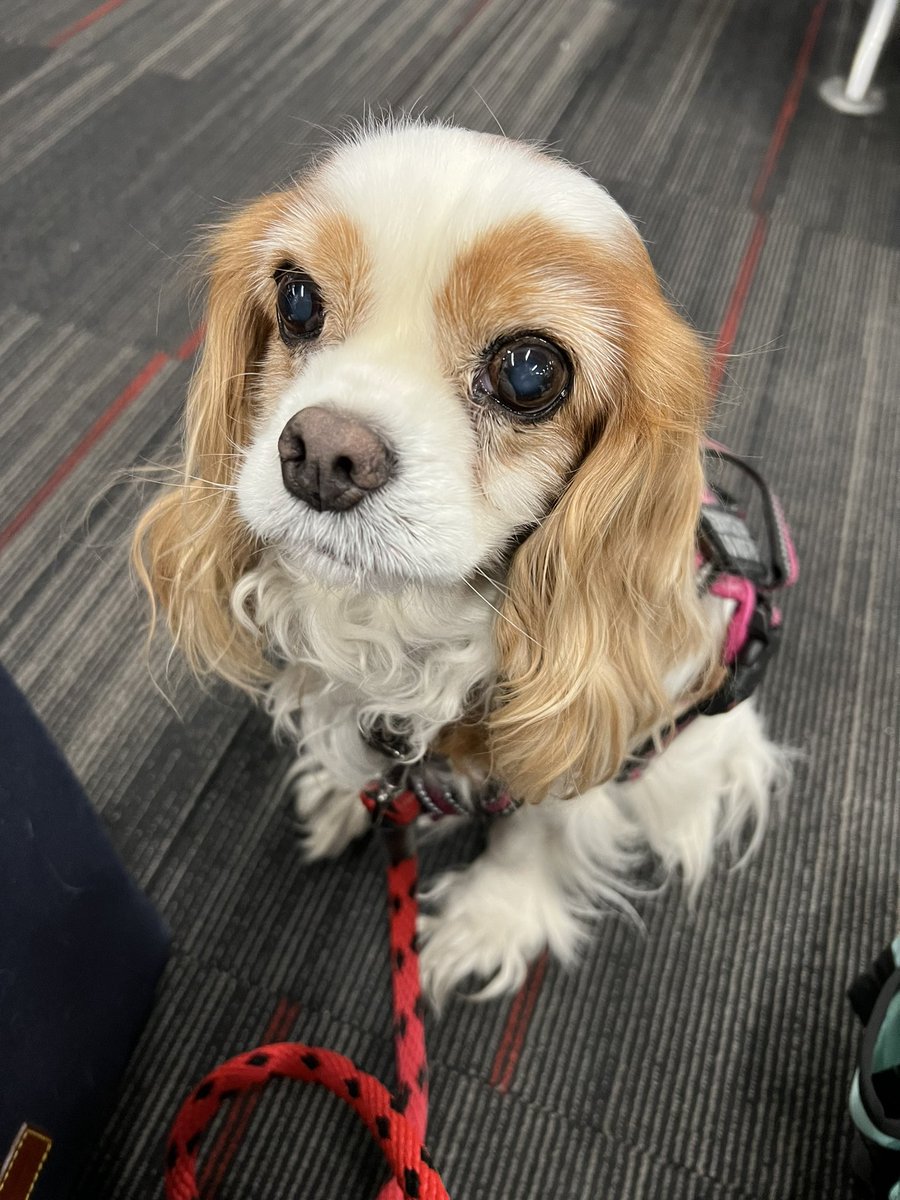 I rode the plane train, and the moving walkway, and now I'm waiting for my flight to Orlando. #globalpetexpo