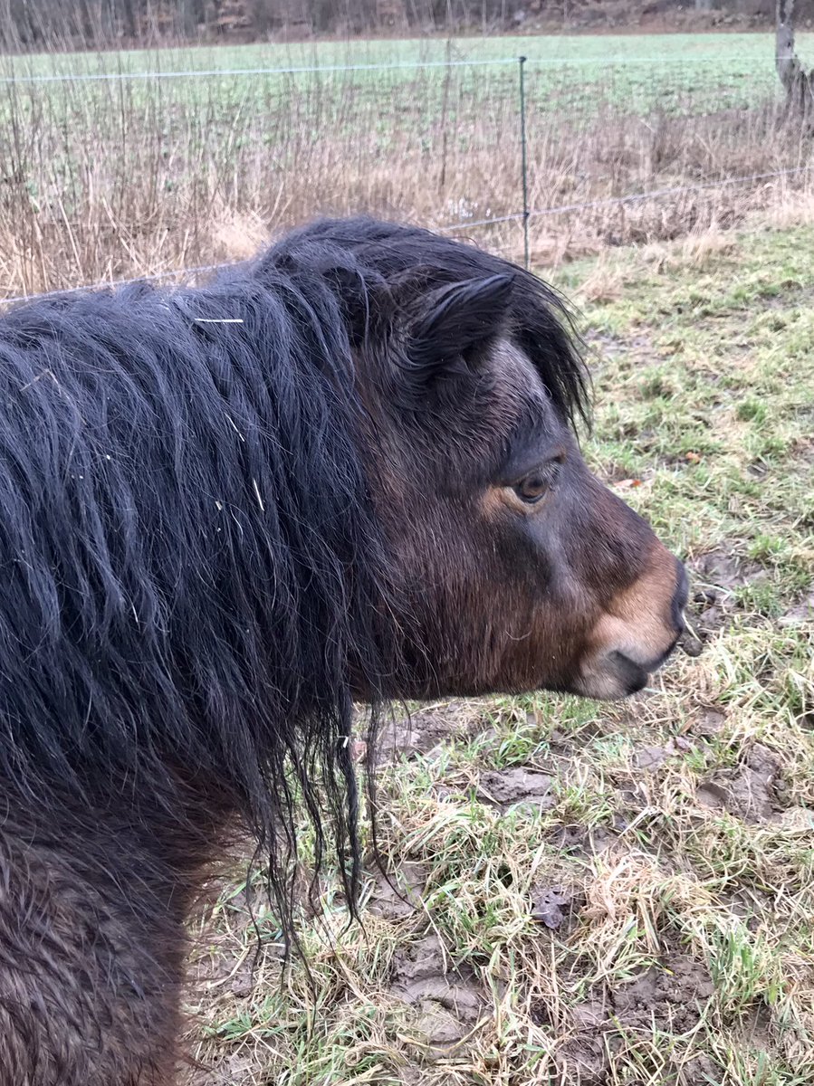 “There are always flowers for those who want to see them.” Quote #henrimatisse #Spring where are you? #ponyhour #ShetlandPony